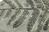 Carboniferous Fossil Fern (Pecopteris) - France #383560-1